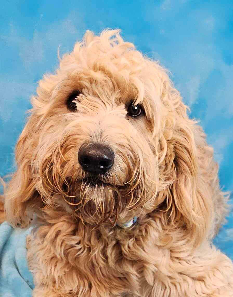 LADY, an adoptable Goldendoodle in Manhattan, NY, 10009 | Photo Image 1