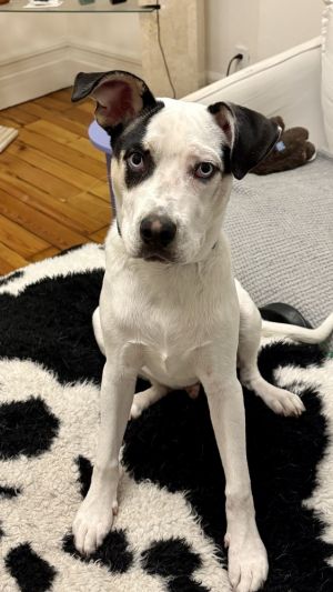 Creed Australian Cattle Dog / Blue Heeler Dog