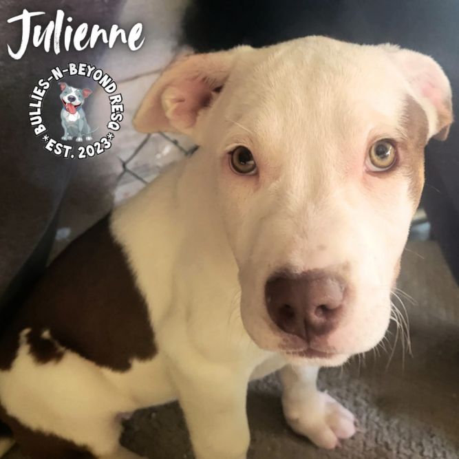 The Potato Litter: Julienne