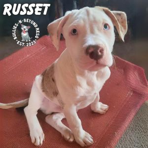 The Potato Litter: Russet