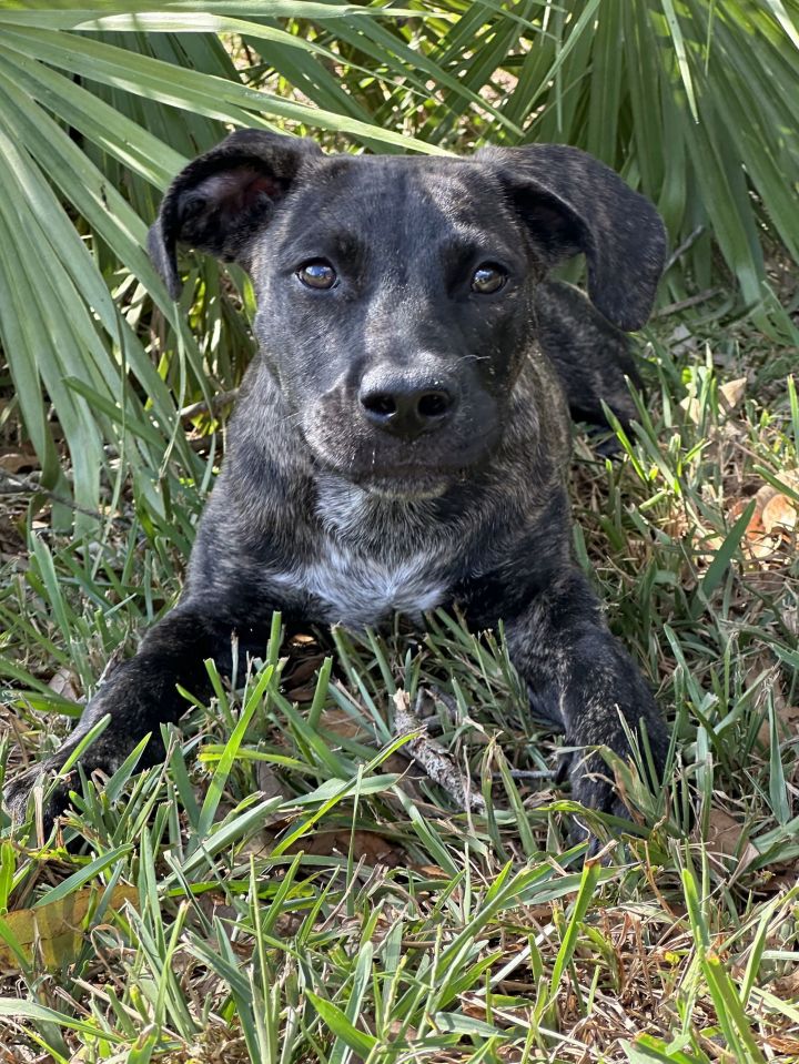 Catahoula plott hound deals mix