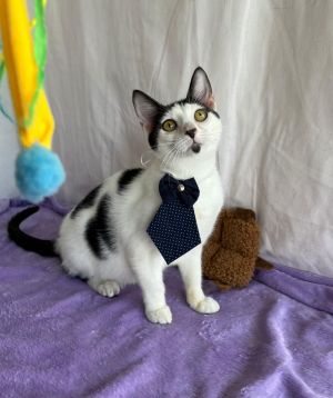 TADEO, Baby Male Domestic Short Hair