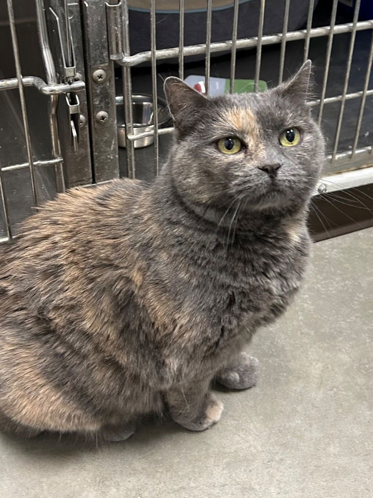 Gabby - In Foster, an adoptable Domestic Short Hair in Emmett, ID, 83617 | Photo Image 2