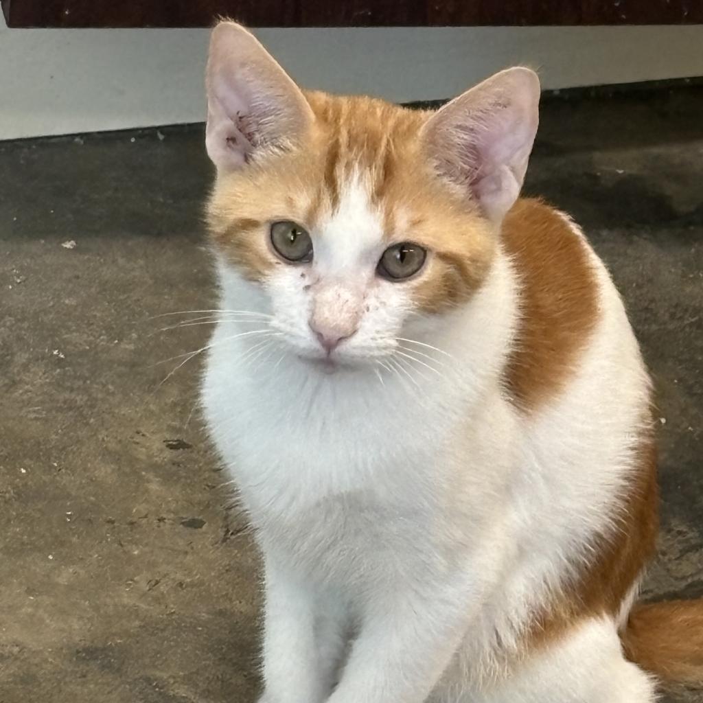 Stubbs, an adoptable Domestic Short Hair in Garfield, AR, 72732 | Photo Image 1