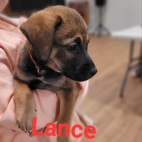 Lance 1