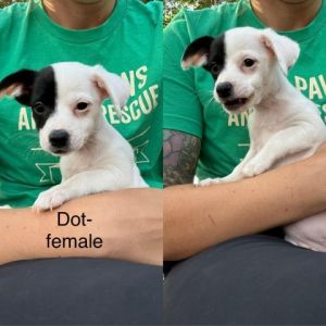 Dot