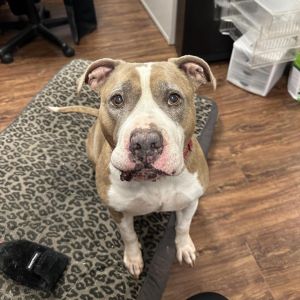 Lexi, Senior Female Pit Bull Terrier