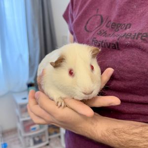 Dusty, Adult Male Guinea Pig