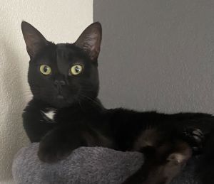 Dot, Adult Female Domestic Short Hair