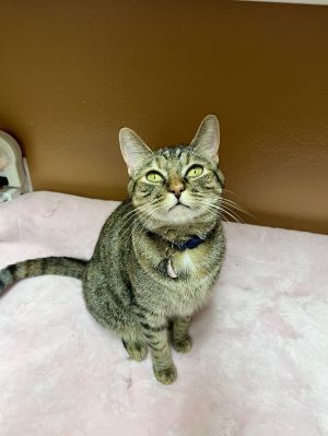 Young Adult Female 2yoHazel is an adorable 2yo tabby-tortie girl Shes ful