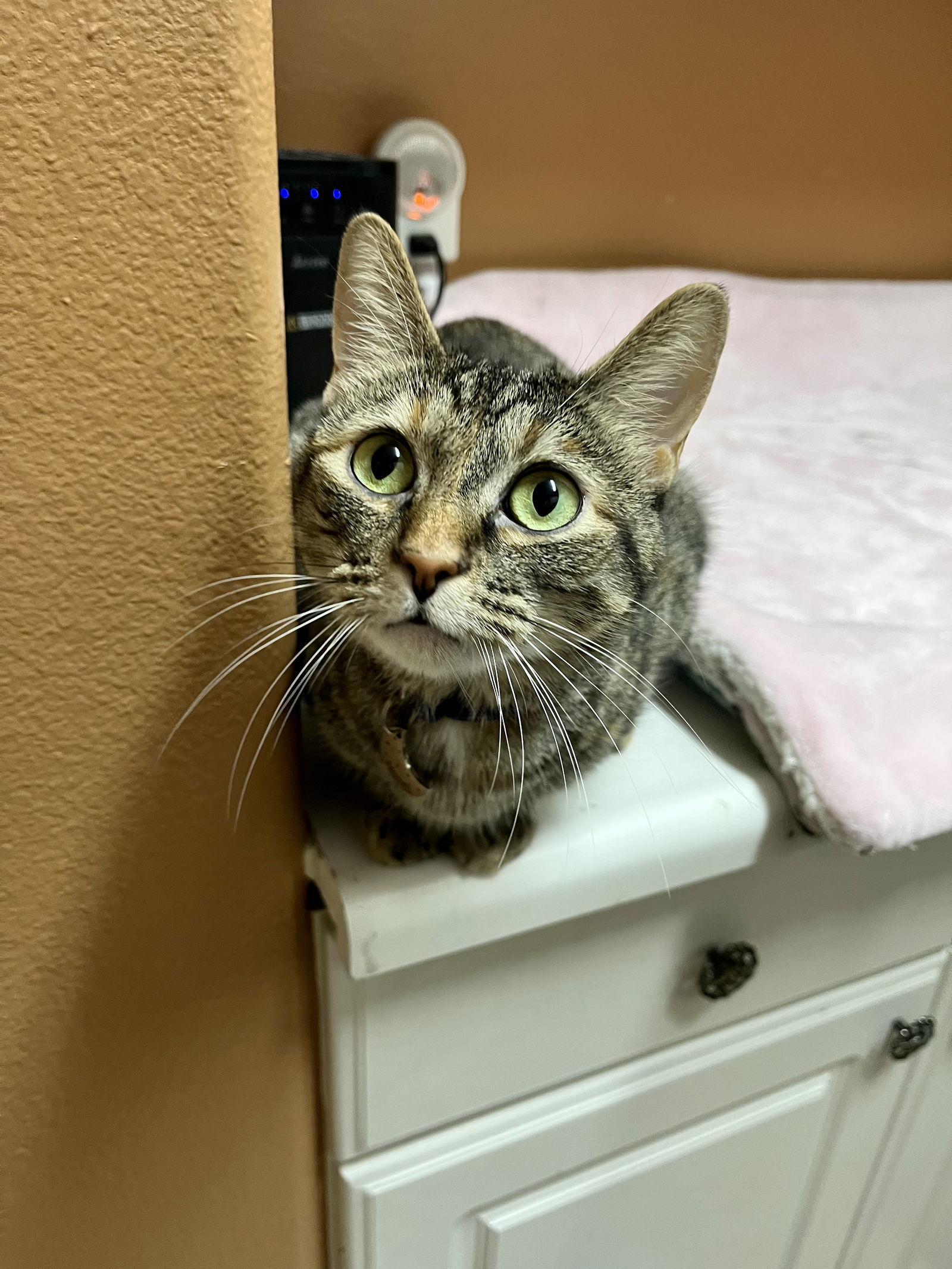 Hazel