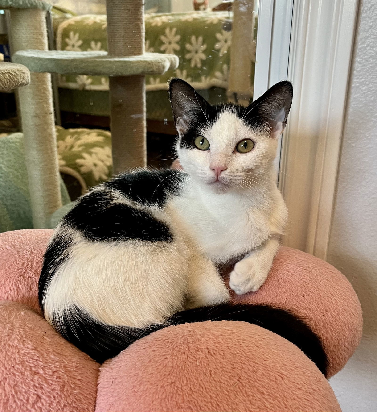 Juno