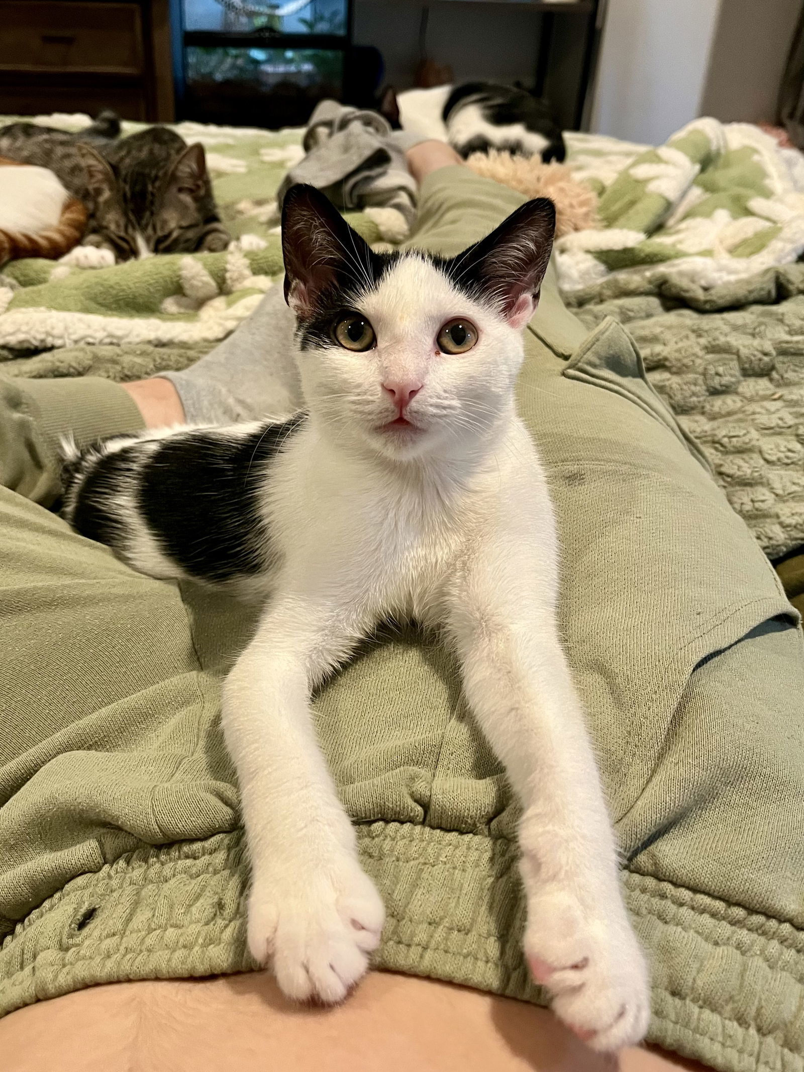 Juno
