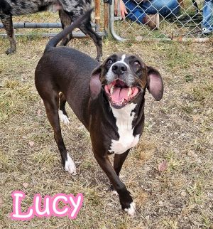 Lucy