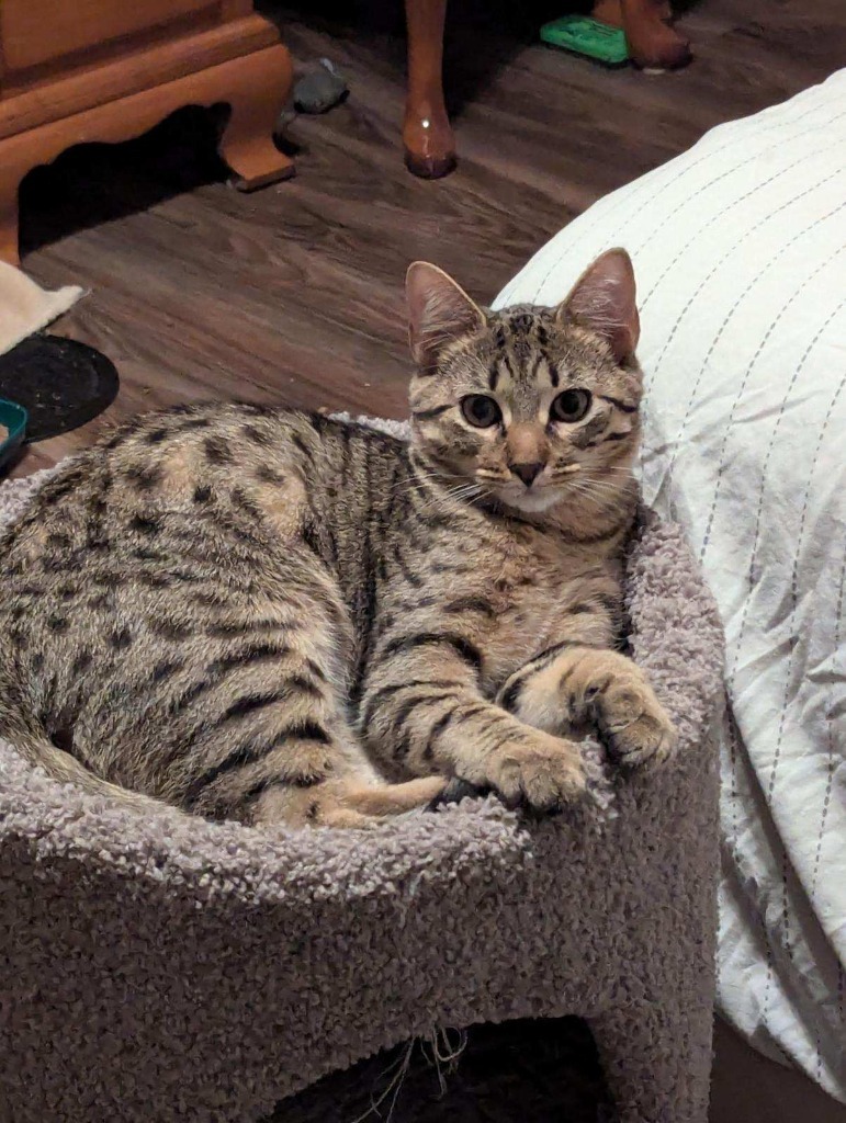 Stewby Doby Do, an adoptable Ocicat in Boerne, TX, 78006 | Photo Image 1