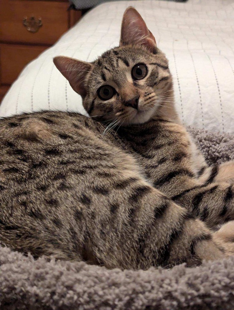 Stewby Doby Do, an adoptable Ocicat in Boerne, TX, 78006 | Photo Image 2