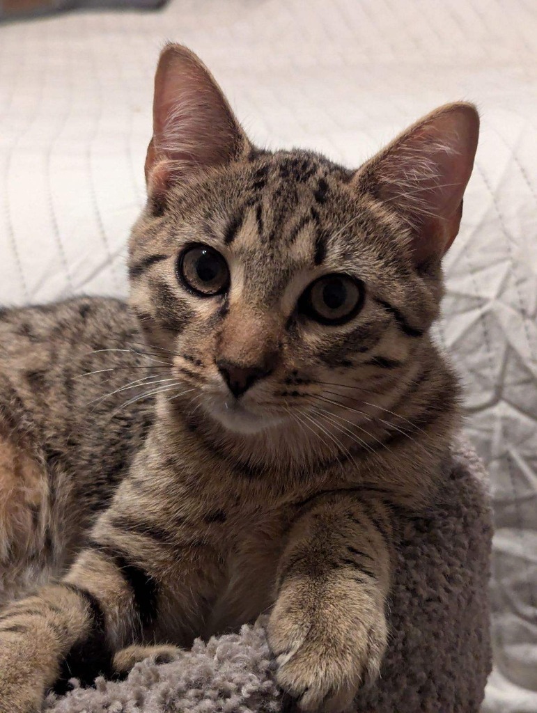 Stewby Doby Do, an adoptable Ocicat in Boerne, TX, 78006 | Photo Image 3