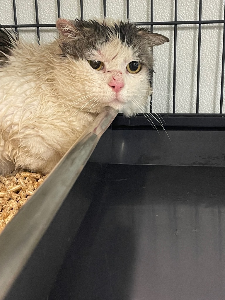 Drax the Destroyer, an adoptable Domestic Medium Hair in Rock Springs, WY, 82901 | Photo Image 1