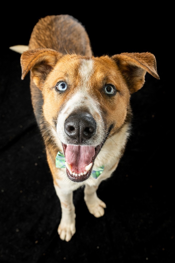 Cider, an adoptable Mixed Breed in Rock Springs, WY, 82901 | Photo Image 1