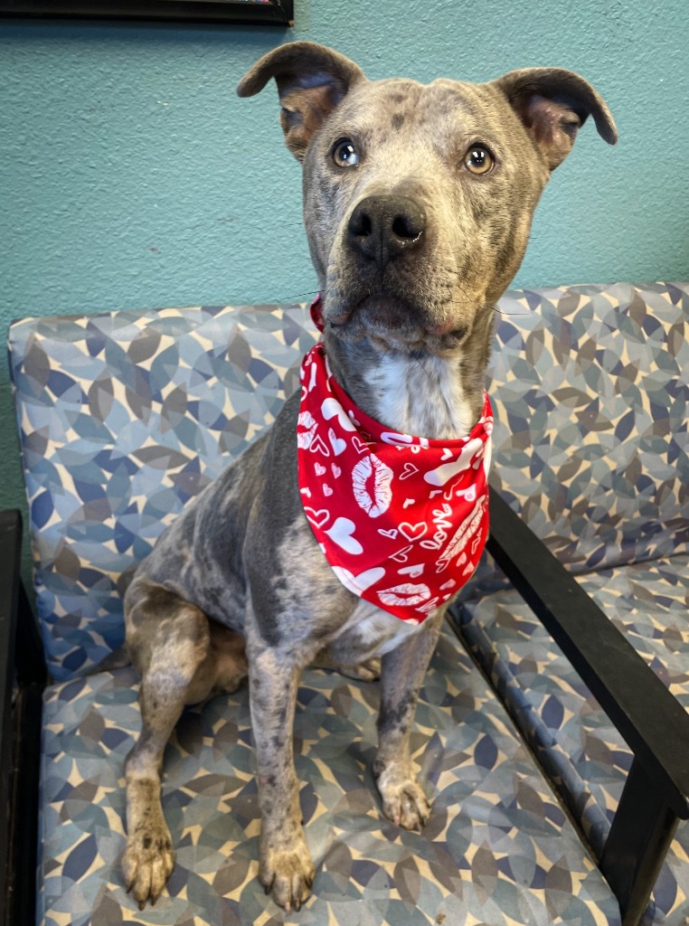 Buddy, an adoptable Pit Bull Terrier in Rock Springs, WY, 82901 | Photo Image 1