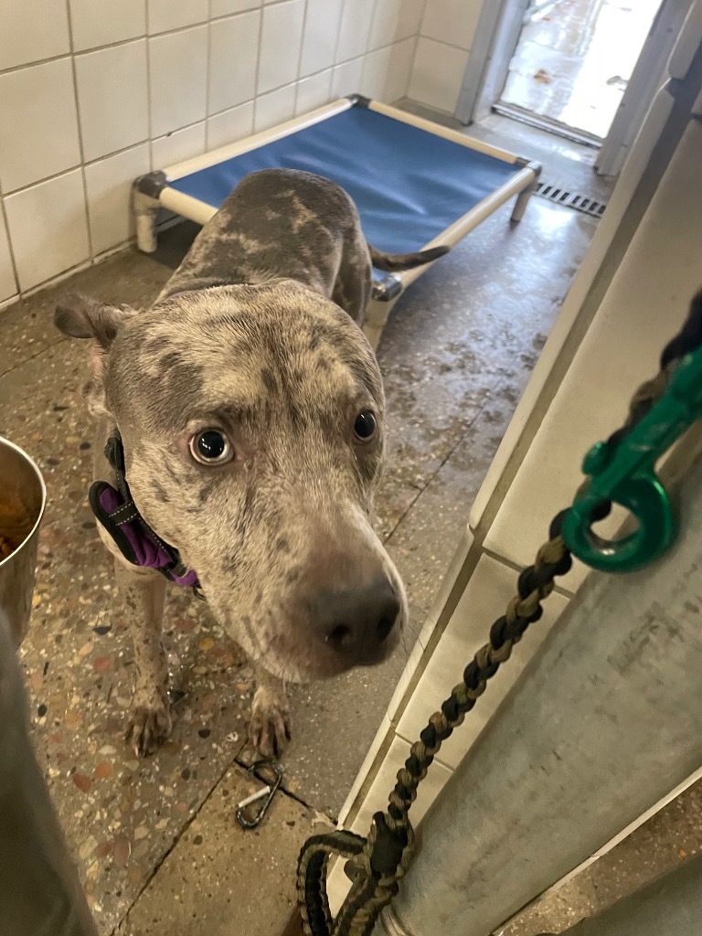 Buddy, an adoptable Pit Bull Terrier in Rock Springs, WY, 82901 | Photo Image 2