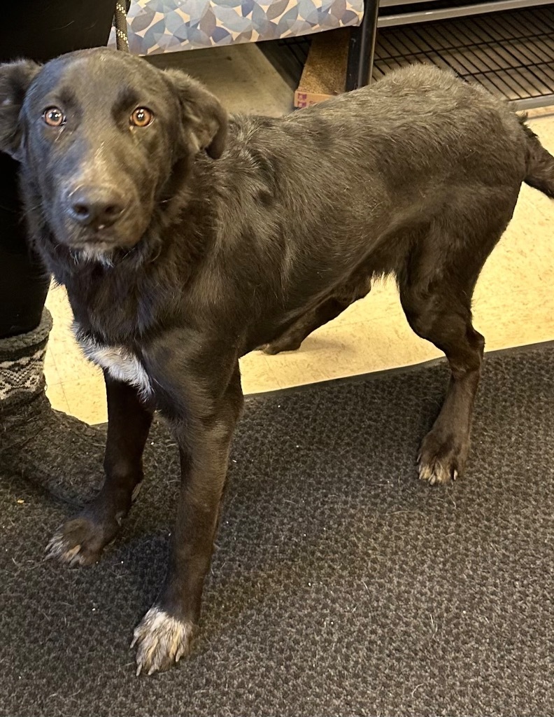 Hero, an adoptable Shepherd in Rock Springs, WY, 82901 | Photo Image 1