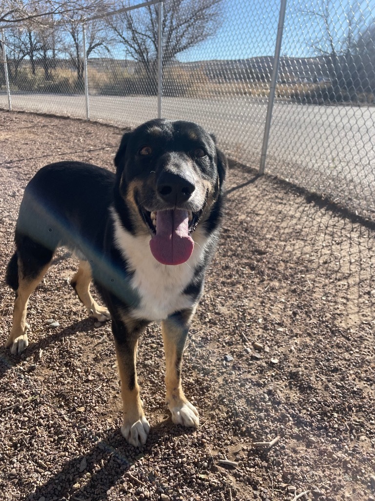 Chevy, an adoptable Shepherd, Mixed Breed in Rock Springs, WY, 82901 | Photo Image 1