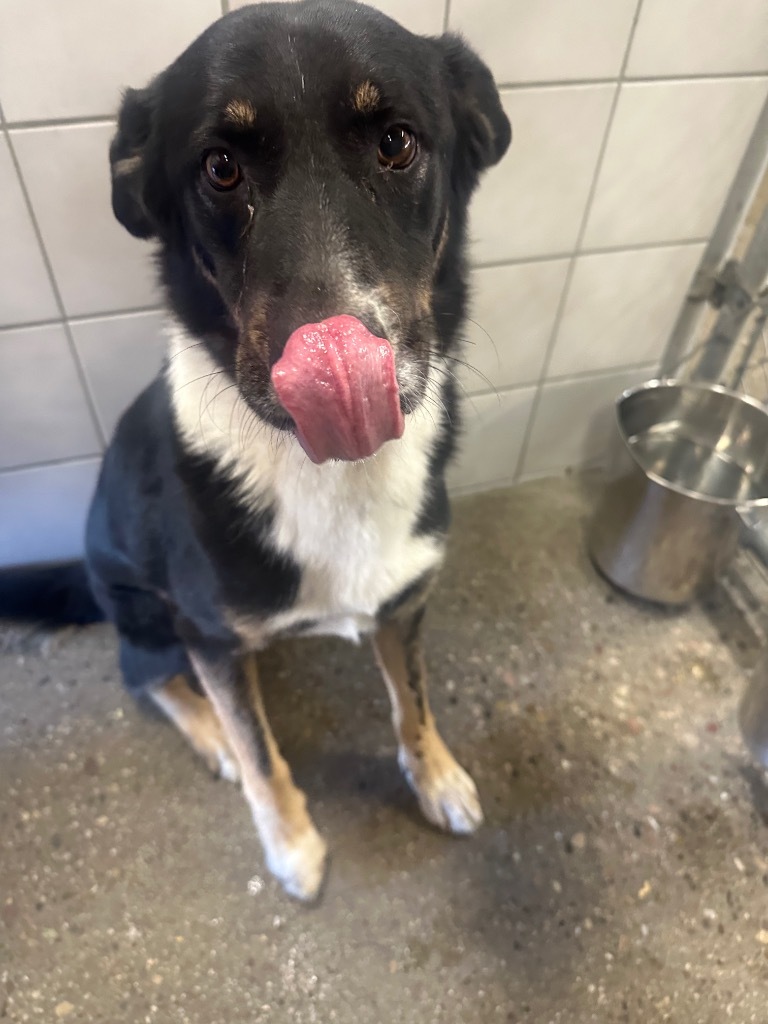 Chevy, an adoptable Shepherd, Mixed Breed in Rock Springs, WY, 82901 | Photo Image 2