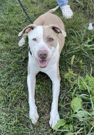 Capone, Adult Male Pit Bull Terrier