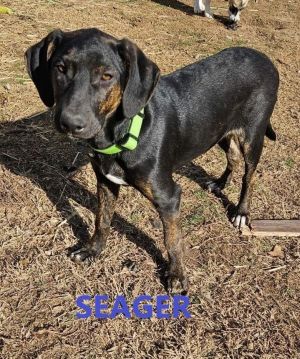 Saeger