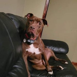 Korrah, Young Female Pit Bull Terrier