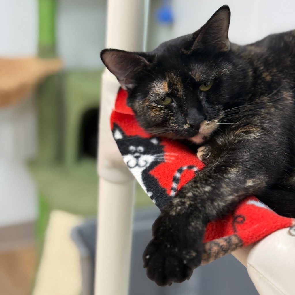 Journey, an adoptable Domestic Short Hair in Corpus Christi, TX, 78414 | Photo Image 1