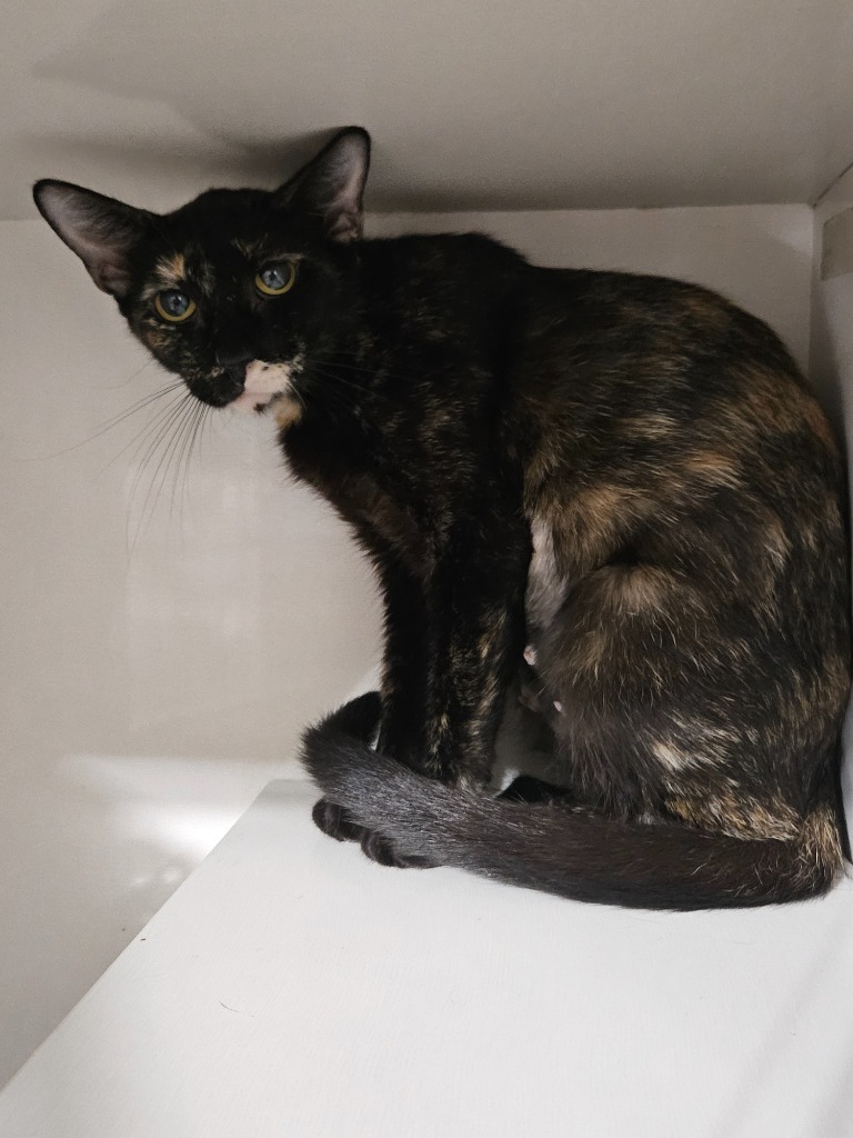 Journey, an adoptable Domestic Short Hair in Corpus Christi, TX, 78414 | Photo Image 2