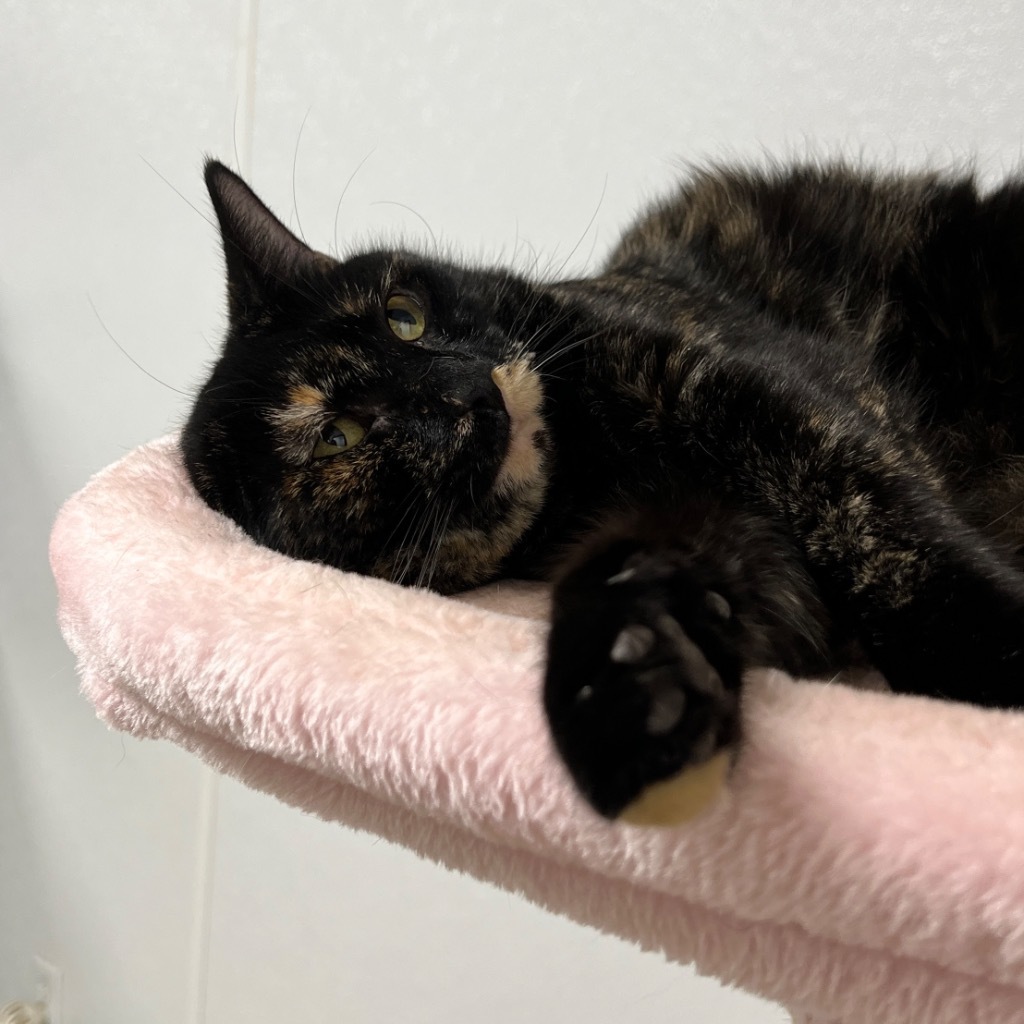 Journey, an adoptable Domestic Short Hair in Corpus Christi, TX, 78414 | Photo Image 3