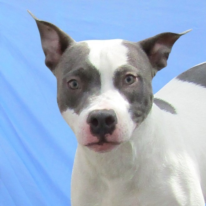 Deuce, an adoptable Mixed Breed in Las Cruces, NM, 88012 | Photo Image 1