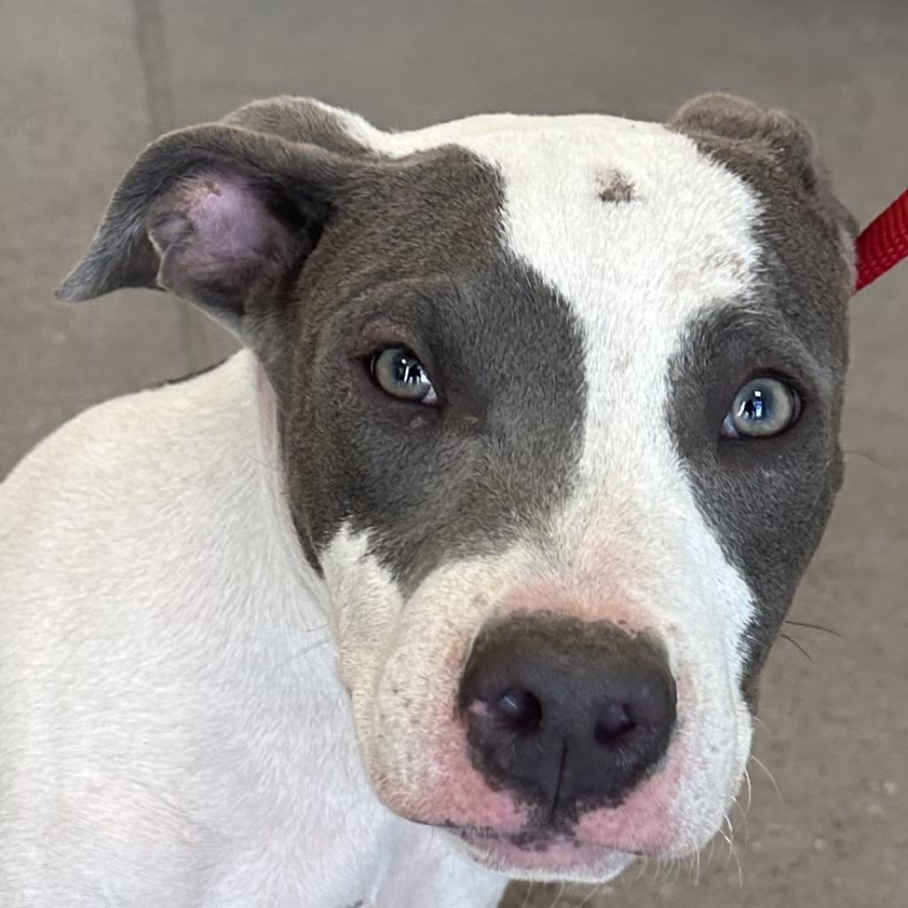 Deuce, an adoptable Mixed Breed in Las Cruces, NM, 88012 | Photo Image 2
