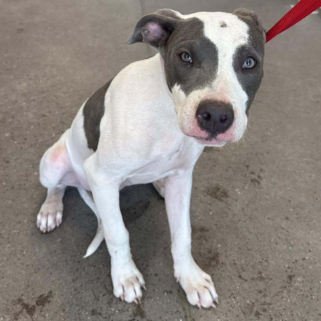 Deuce, an adoptable Mixed Breed in Las Cruces, NM, 88012 | Photo Image 3