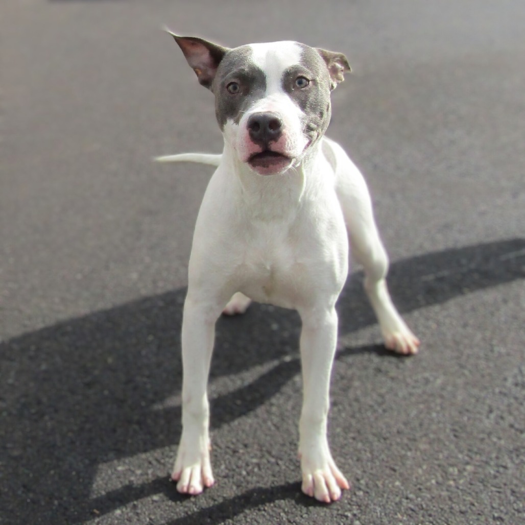 Deuce, an adoptable Mixed Breed in Las Cruces, NM, 88012 | Photo Image 6