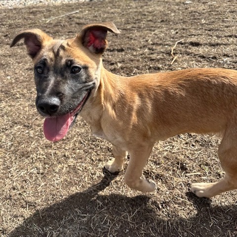 Smoothie, an adoptable Mixed Breed in Sioux Falls, SD, 57106 | Photo Image 1