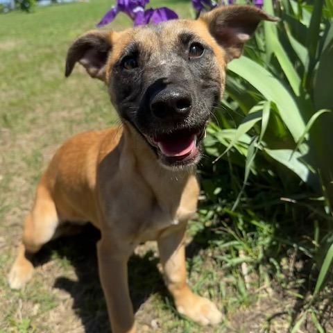 Smoothie, an adoptable Mixed Breed in Sioux Falls, SD, 57106 | Photo Image 1