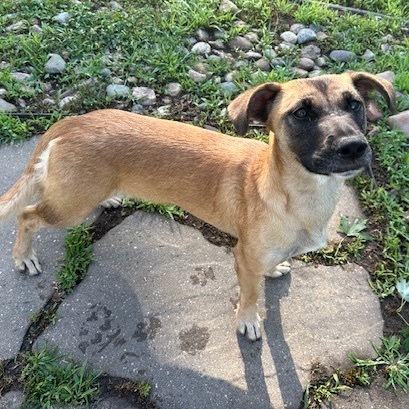 Smoothie, an adoptable Mixed Breed in Sioux Falls, SD, 57106 | Photo Image 1