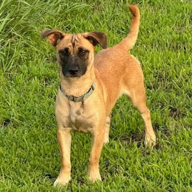 Smoothie, an adoptable Mixed Breed in Sioux Falls, SD, 57106 | Photo Image 1