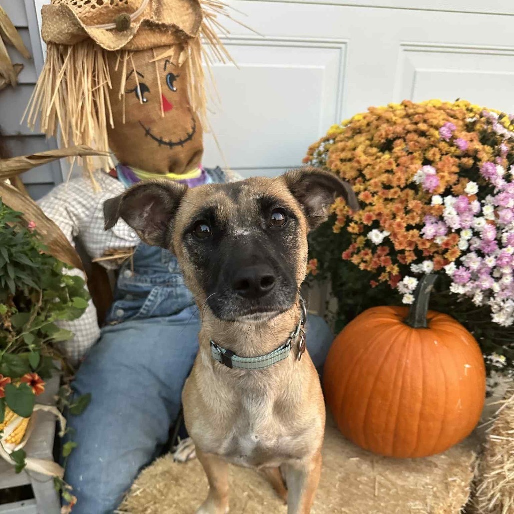 Smoothie, an adoptable Mixed Breed in Sioux Falls, SD, 57106 | Photo Image 1