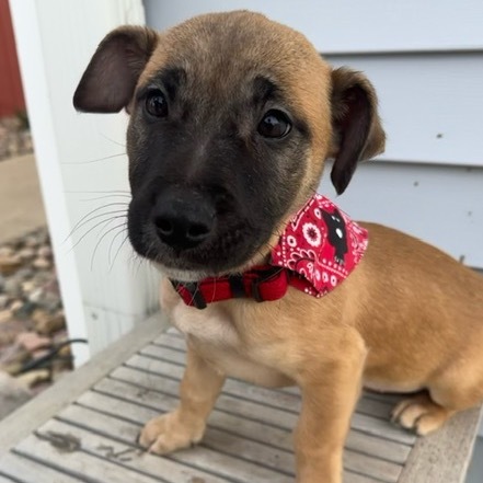 Smoothie, an adoptable Mixed Breed in Sioux Falls, SD, 57106 | Photo Image 2