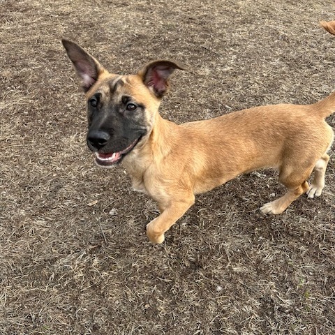 Smoothie, an adoptable Mixed Breed in Sioux Falls, SD, 57106 | Photo Image 2