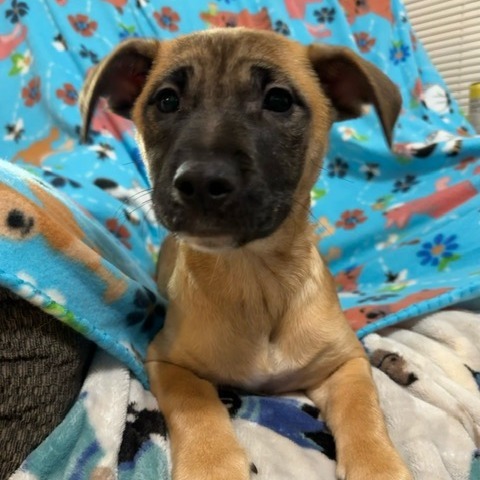 Smoothie, an adoptable Mixed Breed in Sioux Falls, SD, 57106 | Photo Image 3