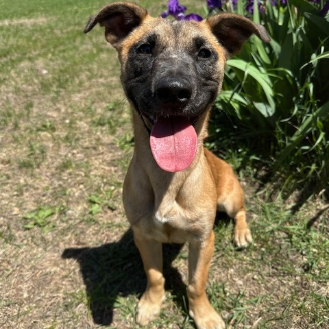 Smoothie, an adoptable Mixed Breed in Sioux Falls, SD, 57106 | Photo Image 3