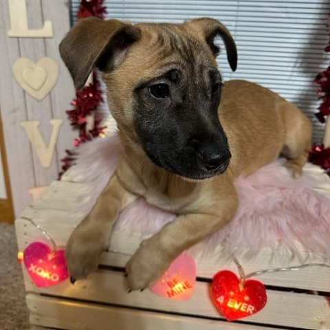 Smoothie, an adoptable Mixed Breed in Sioux Falls, SD, 57106 | Photo Image 4