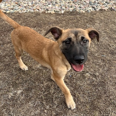 Smoothie, an adoptable Mixed Breed in Sioux Falls, SD, 57106 | Photo Image 6