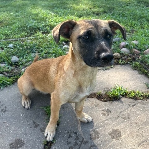 Smoothie, an adoptable Mixed Breed in Sioux Falls, SD, 57106 | Photo Image 6